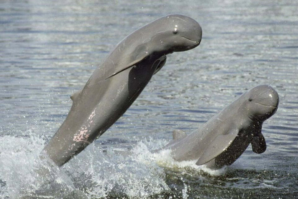 Meet Laos’ gentle river giants